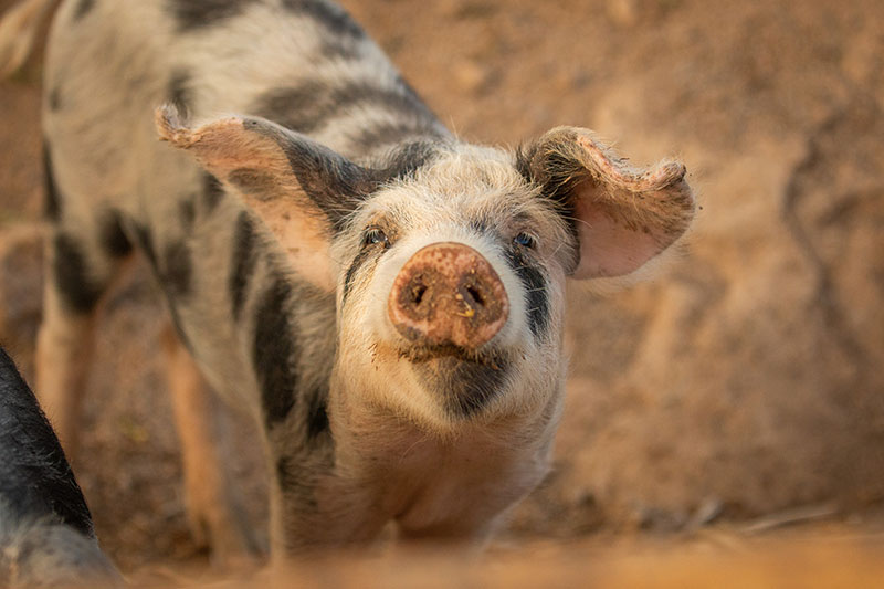 Animal shelter rescue pig
