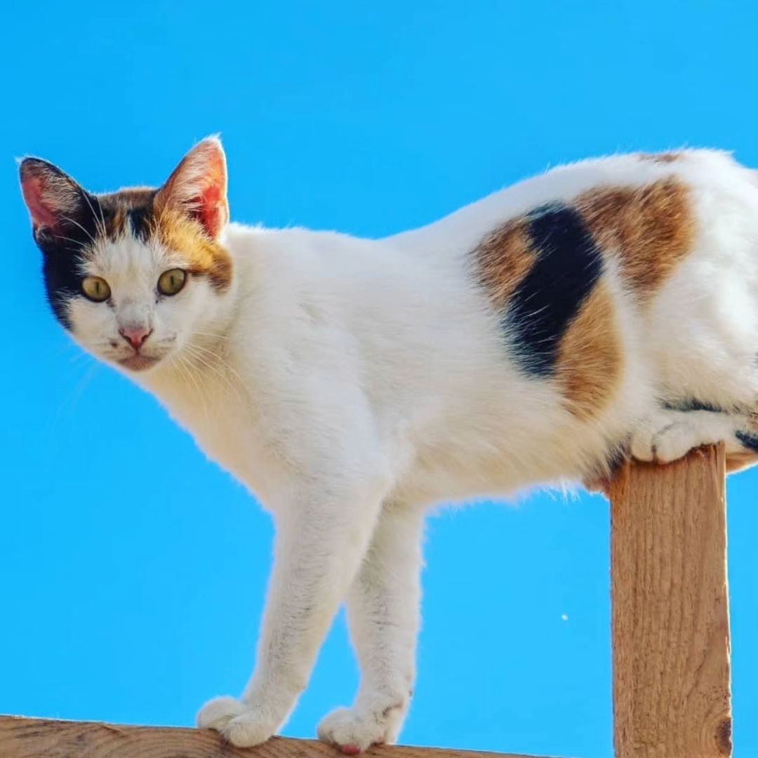 Rescue cat - Callicat