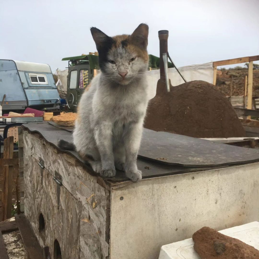 Rescue cat - Callicat