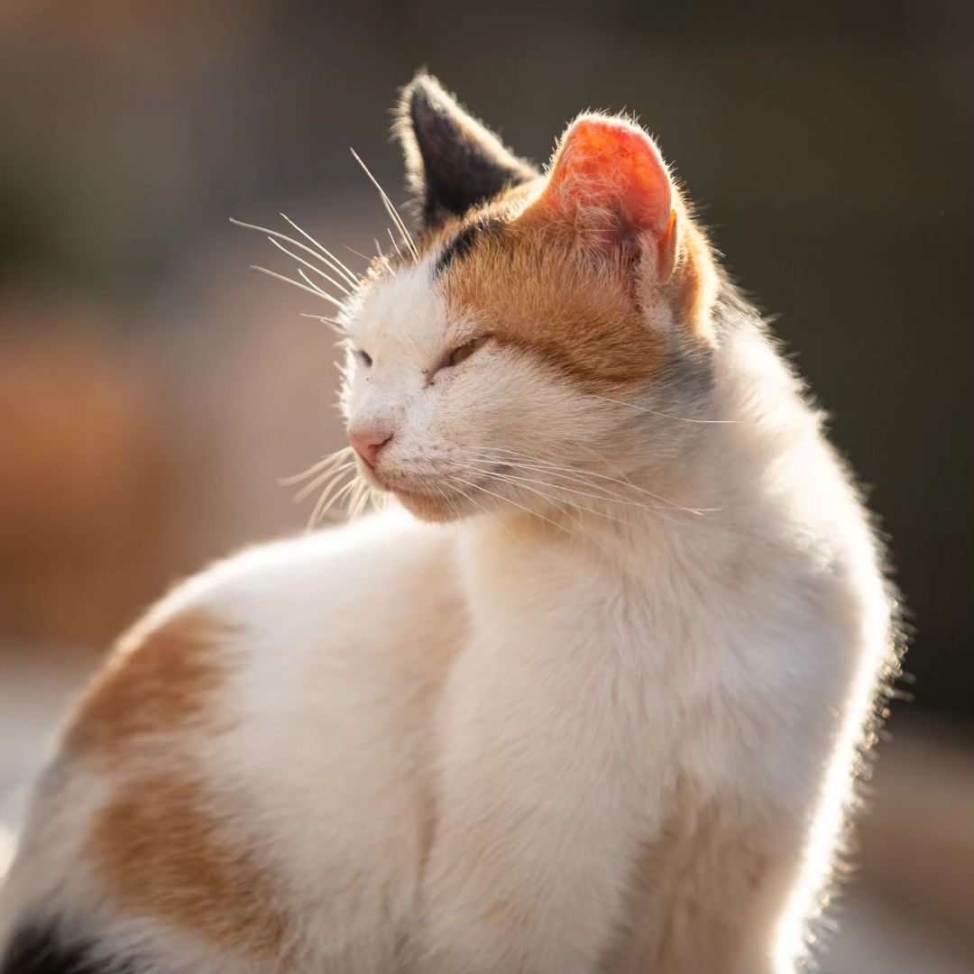 Rescue cat - Callicat