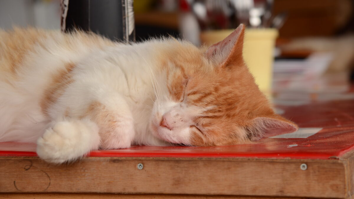 Rescue cat - Lemon Puff