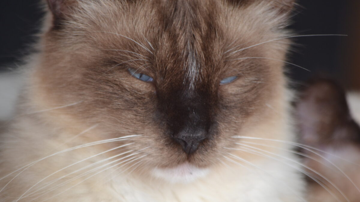 Rescue cat - Rumpelstiltskin