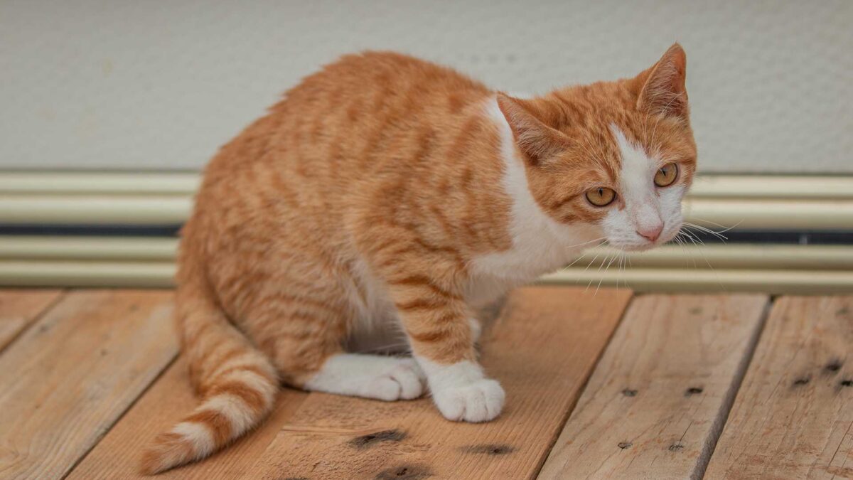 Rescue cat - Tripod