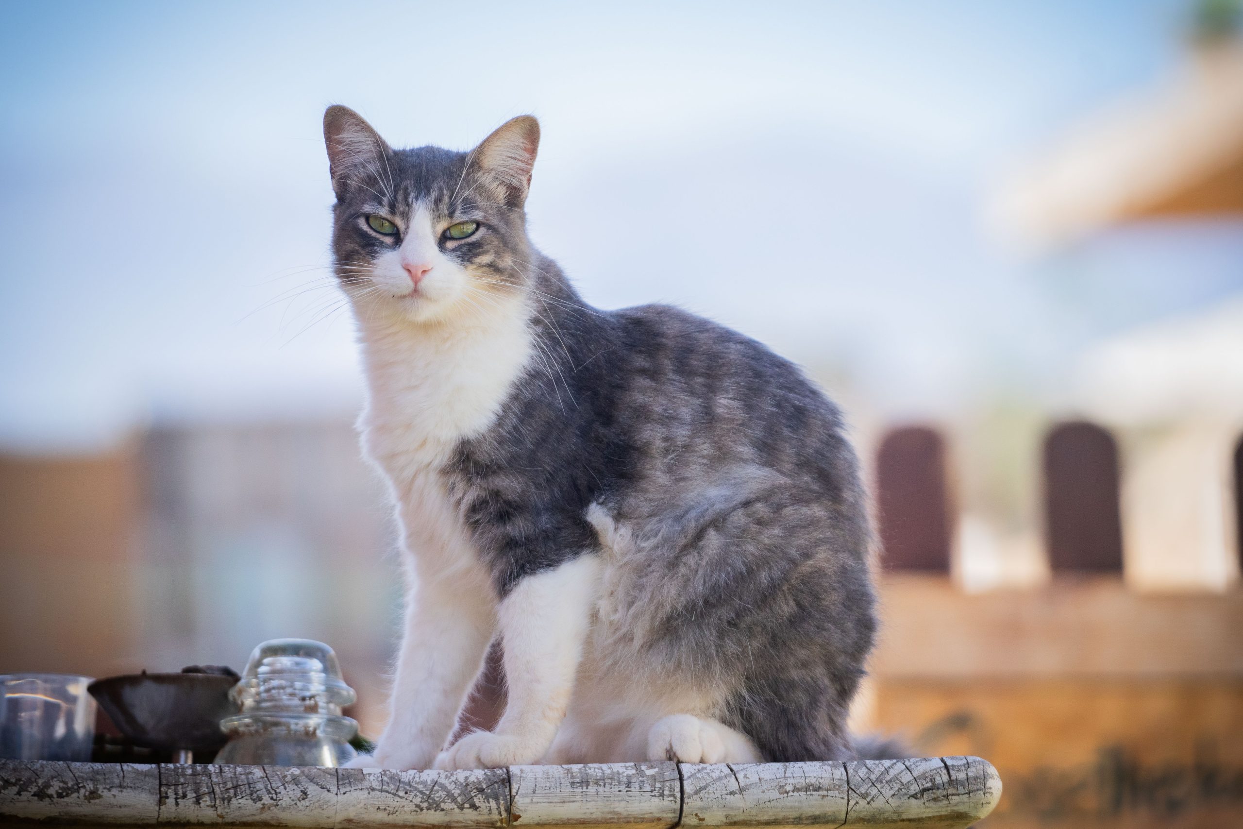 cute rescue cat