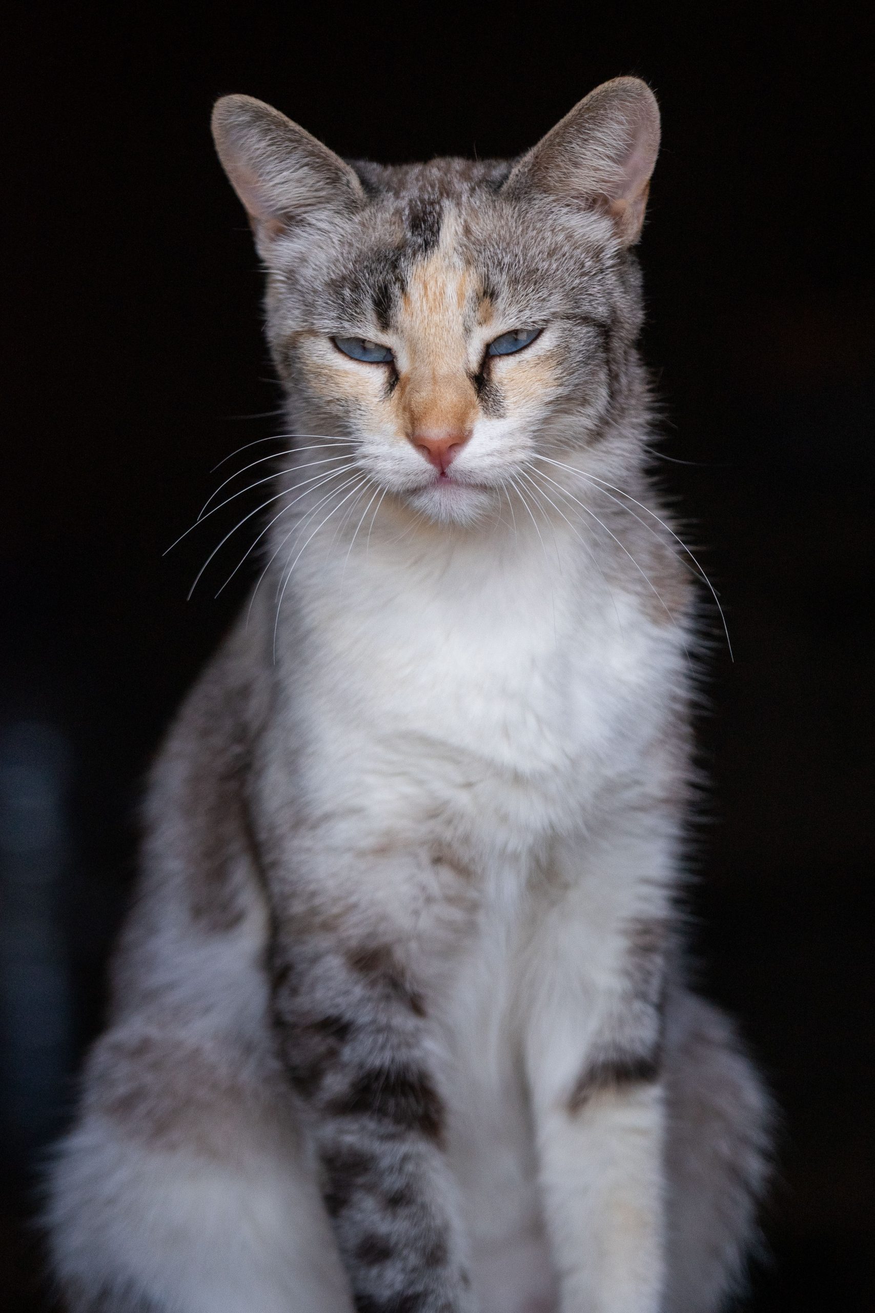Animal