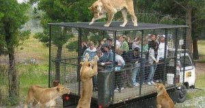 Watching wild lions, humans in cage - zoos vs animal sanctuaries