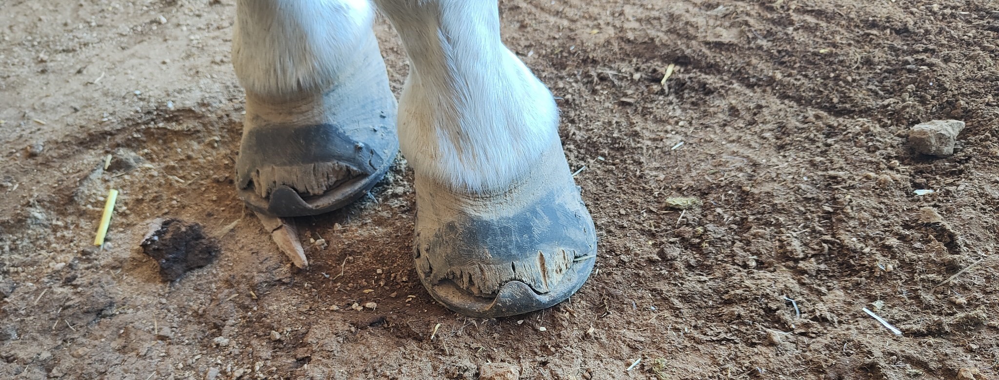 Animal