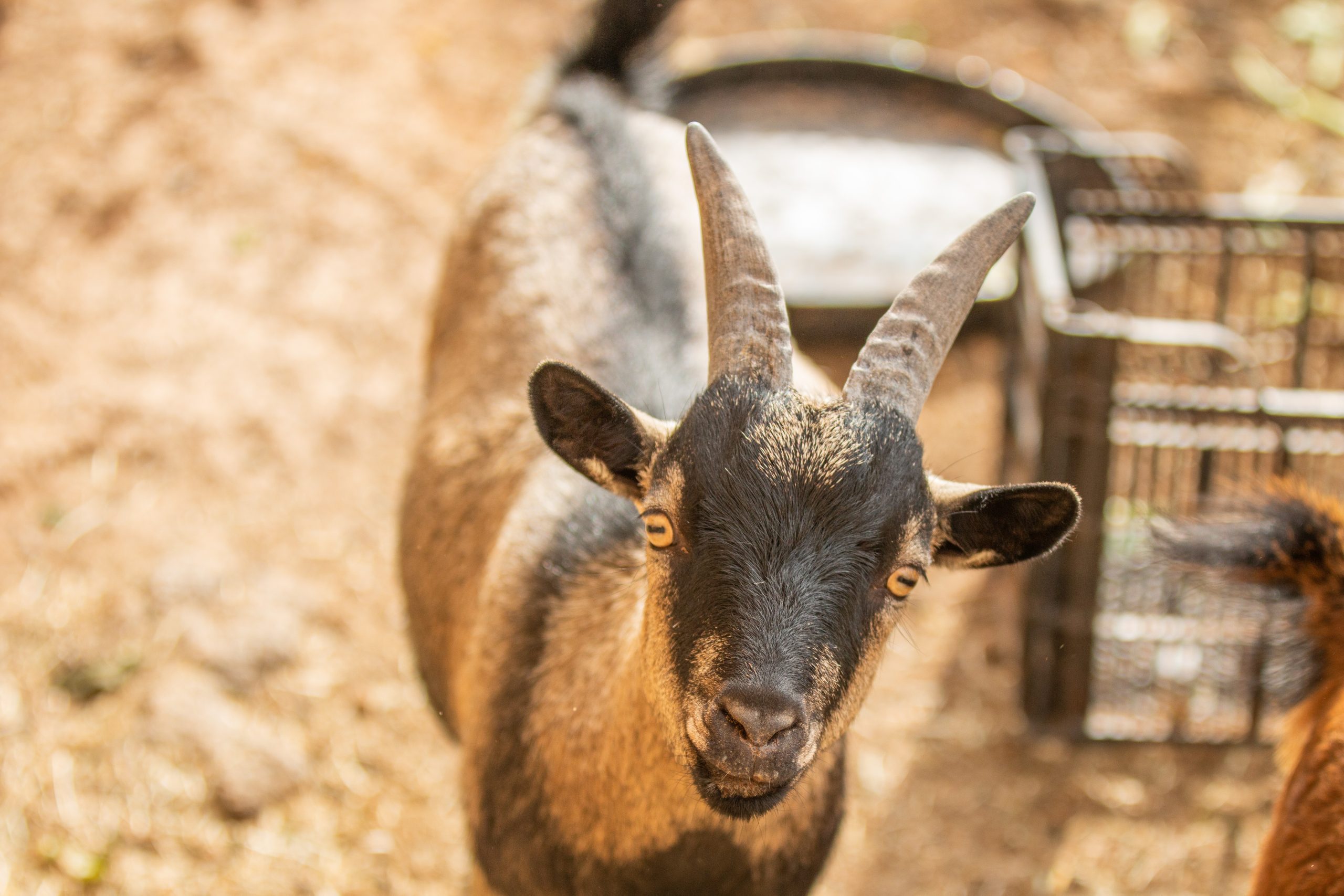 cute mini goat