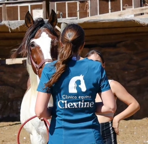 equine veterinarian compassionate animal euthanasia decisions