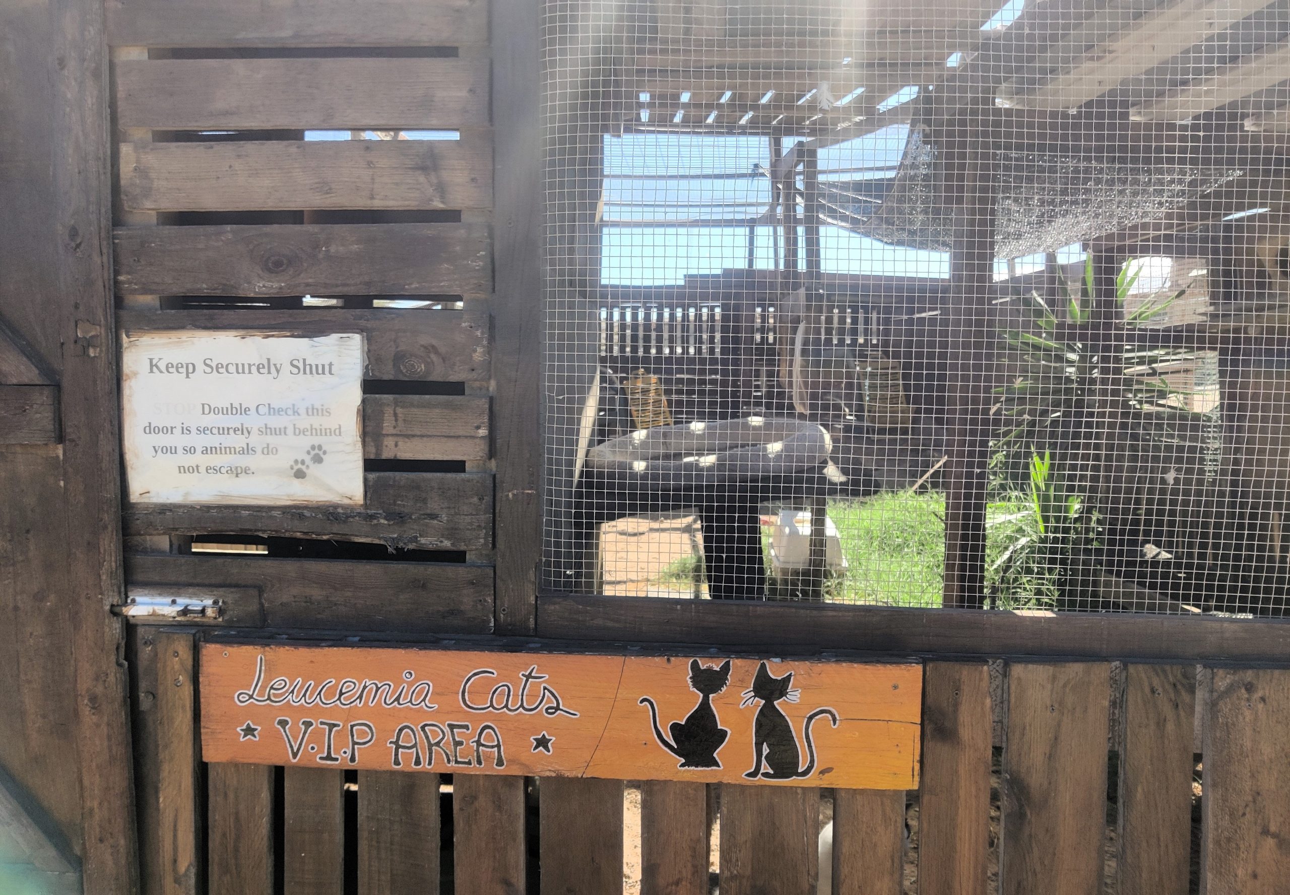 Animal