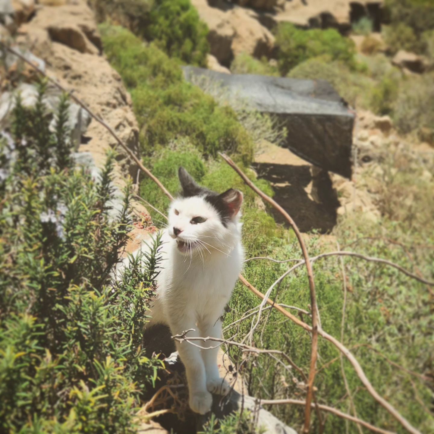 Animal