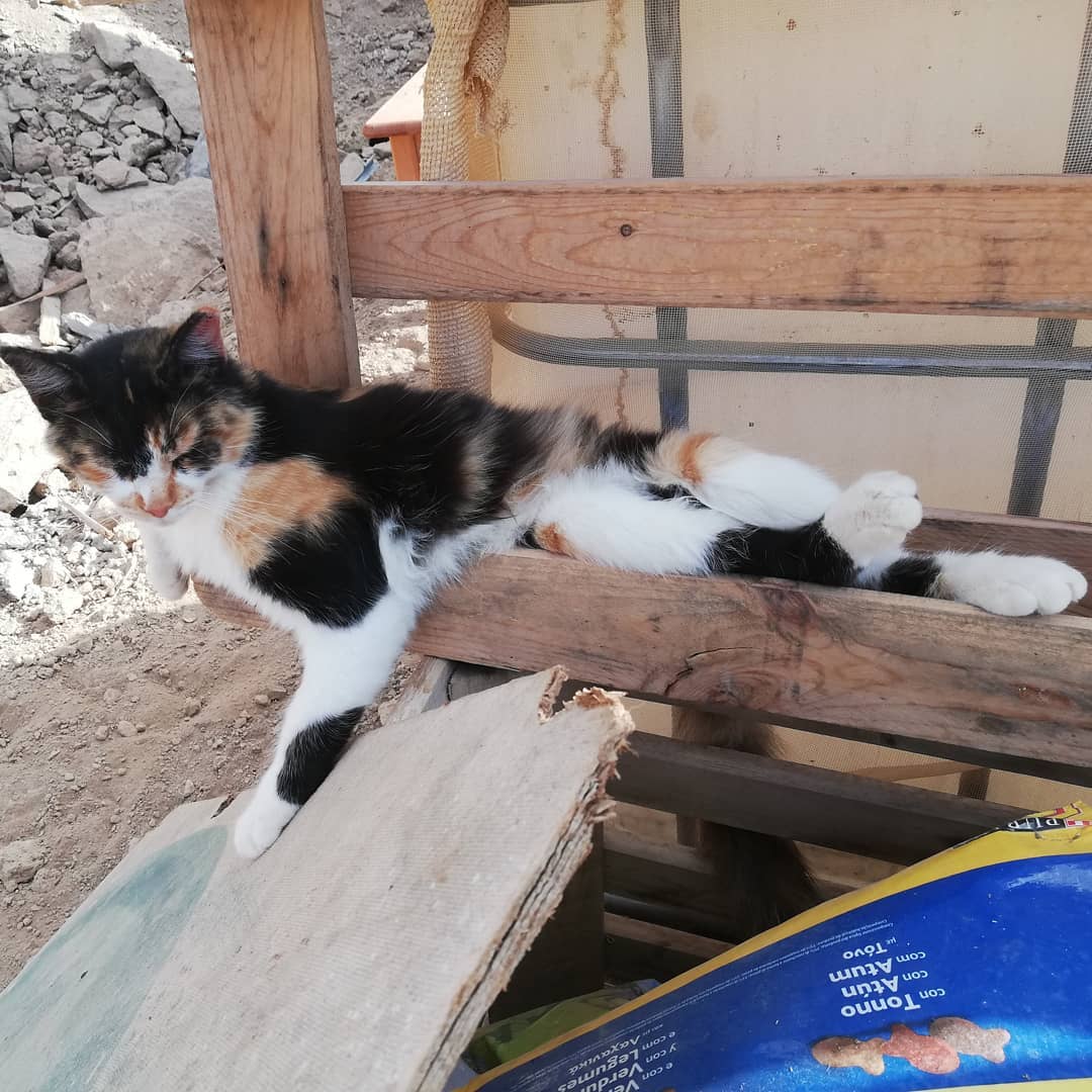Animal