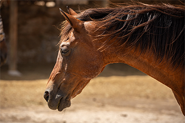 horses