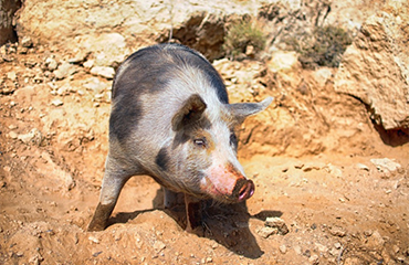 pigs
