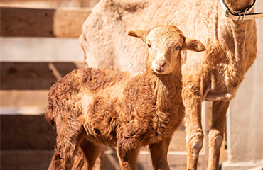 sheeps