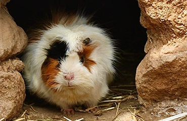 small-animals