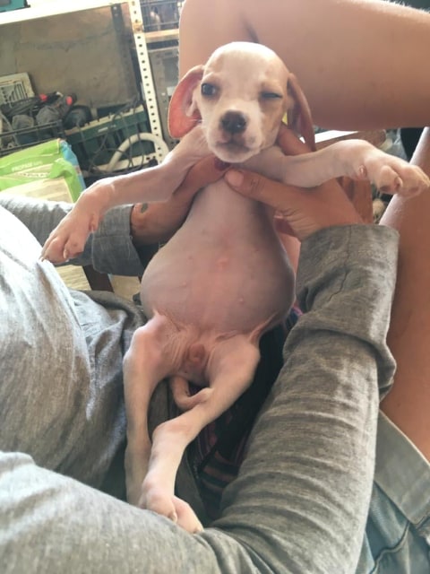 Animal