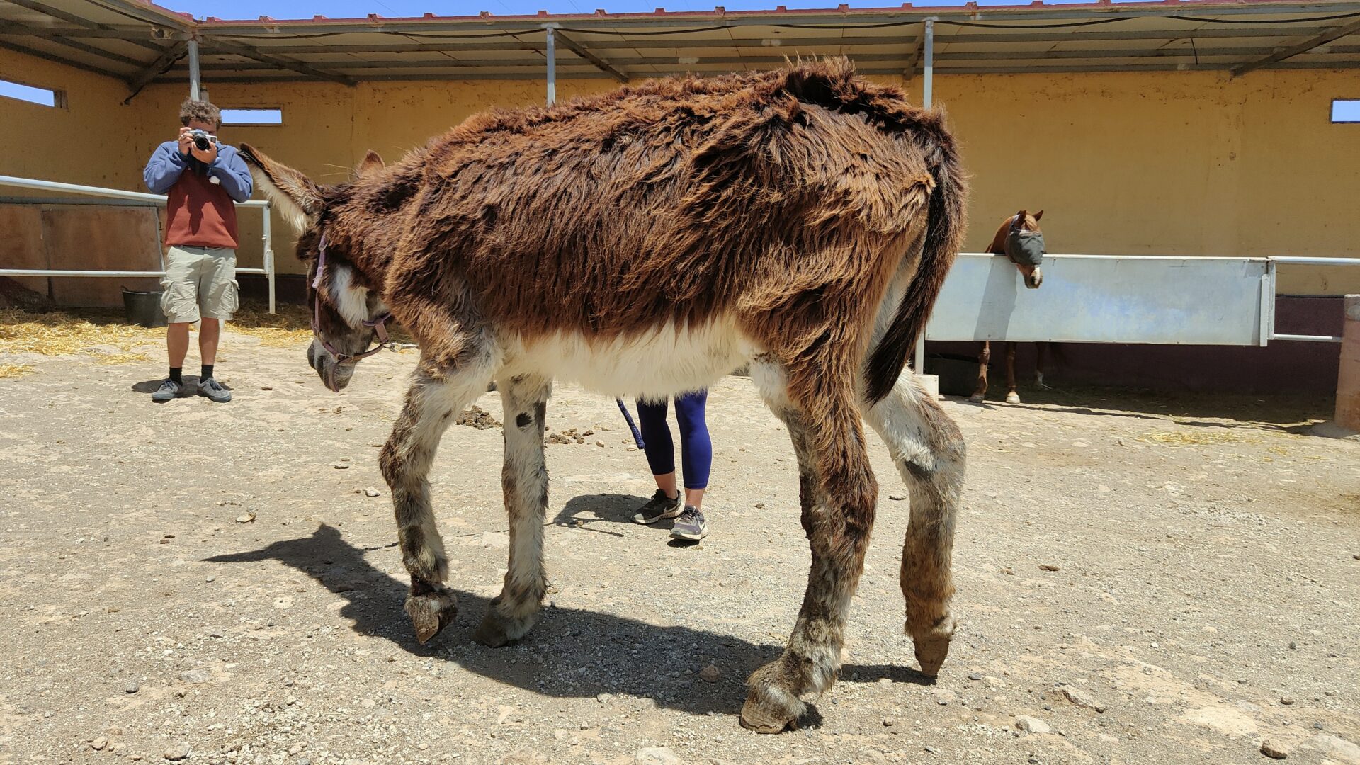 Animal