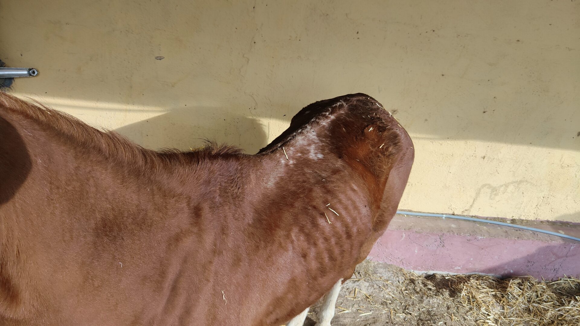 Animal