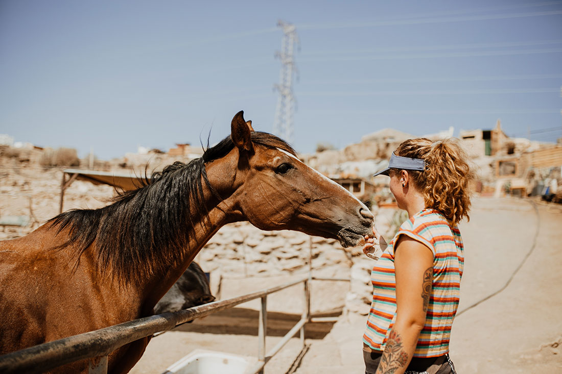 horse