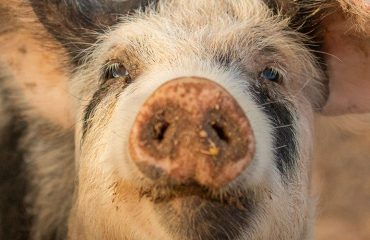 pigs_tenerife_horse_center-1